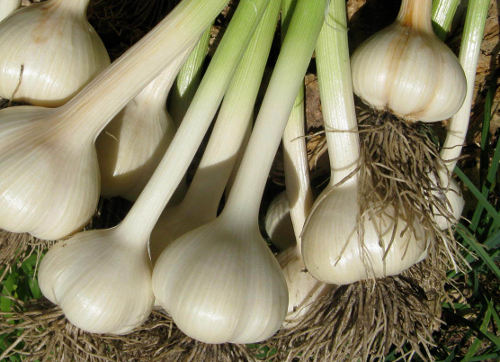 garlic - ajo