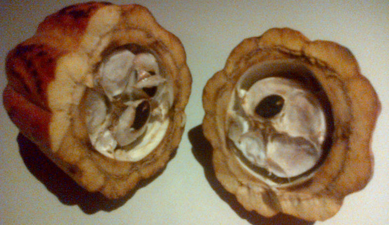 Cacao pod, split open