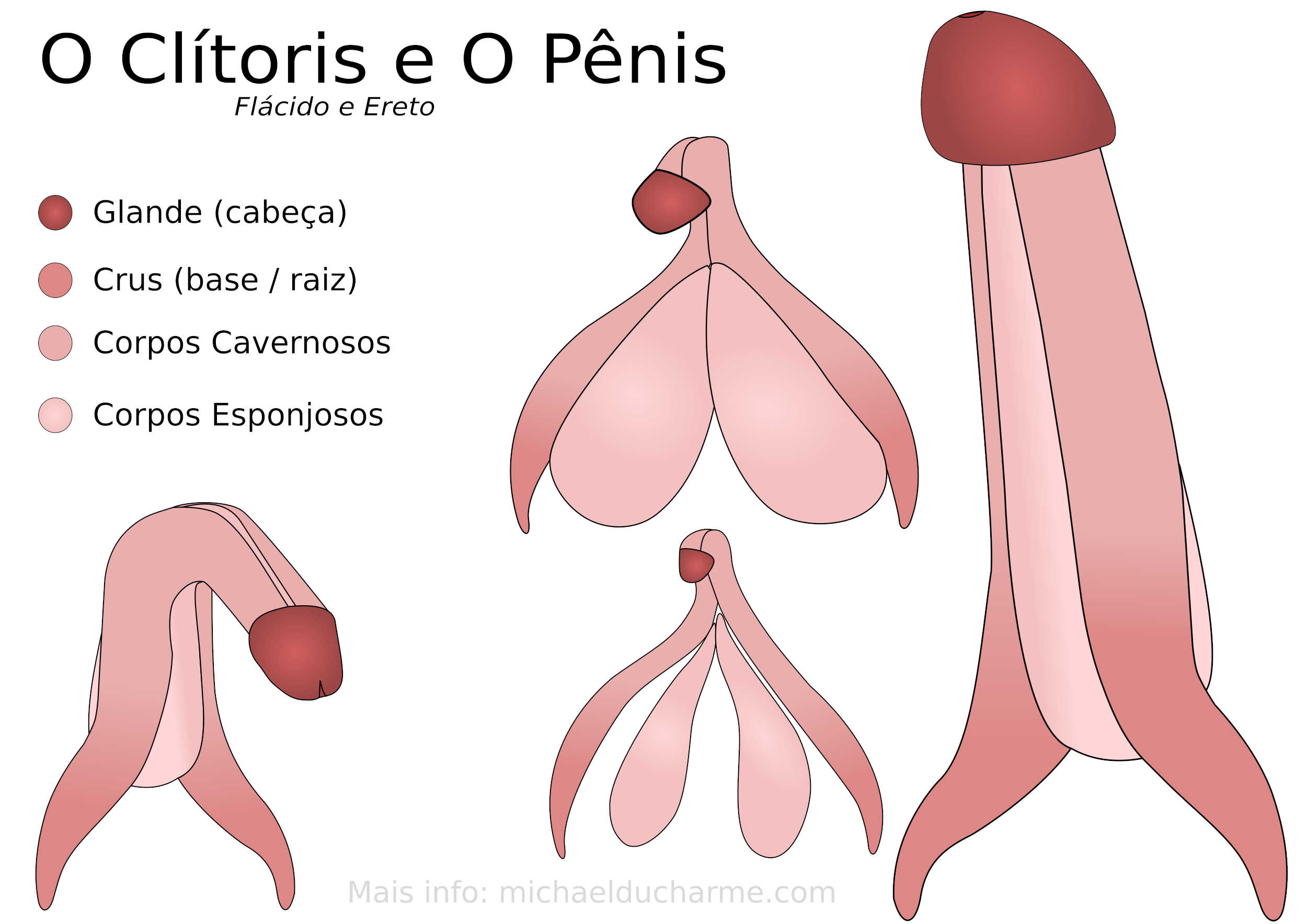 O Clitoris e o Penis desenho por Michael Ducharme