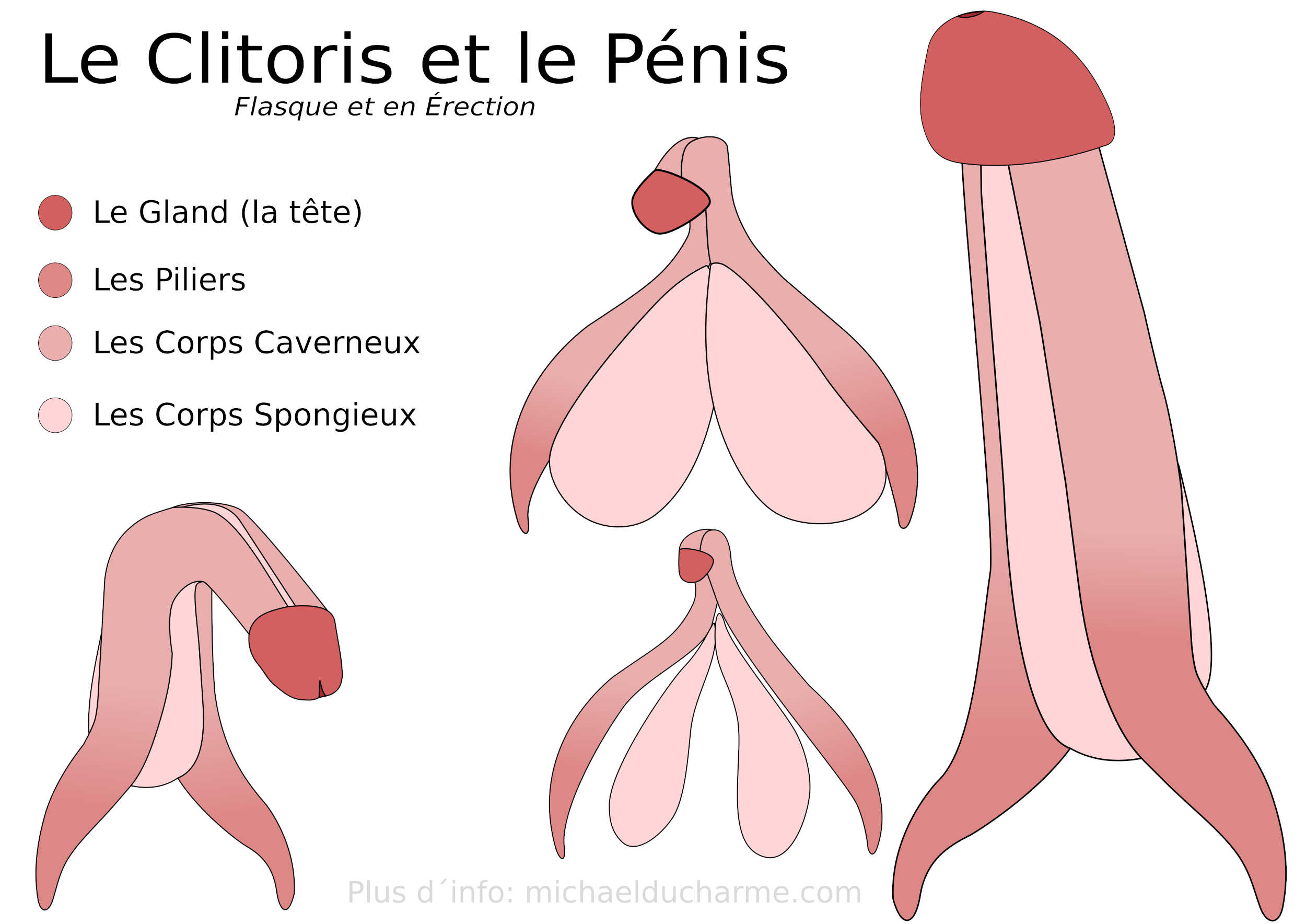 Clitoris et Penis dessin par Michael Ducharme
