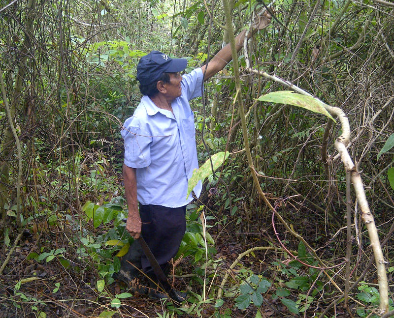 Laurencio harvesting Tuleina