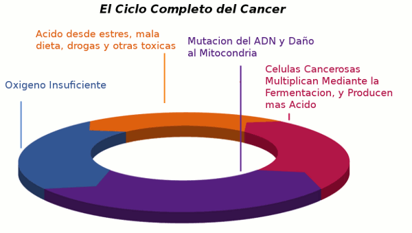 Ciclo Completo Del Cancer
