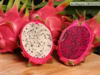 Dragon Fruit