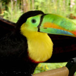 Toucan