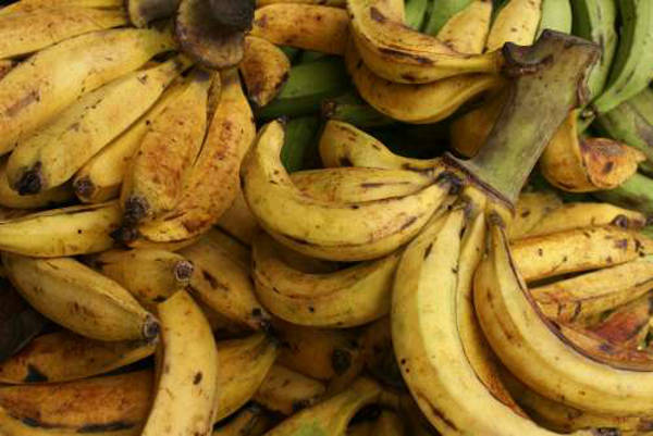 plantains - platano