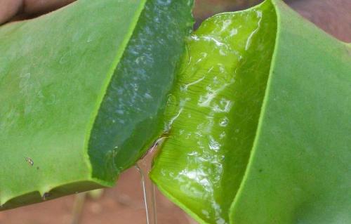 Aloe Vera