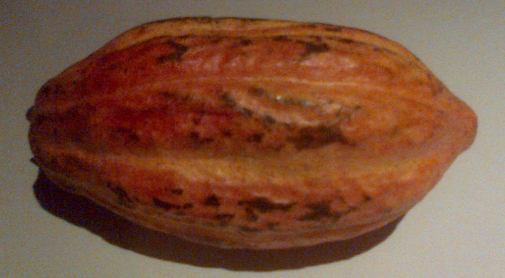 Cacao pod