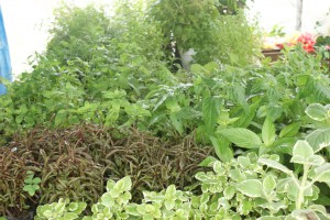 Plantas medicinales en el Festival de Flores de Limon de Campana