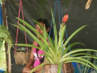 Festival de Flores de Limon de Campana