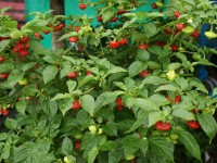 Pimentones rojos picantes en el Festival de Flores de Limon de Campana