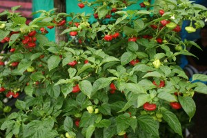 Pimentones rojos picantes en el Festival de Flores de Limon de Campana