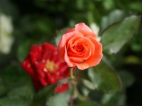 Rosas en el Festival de Flores de Limon de Campana