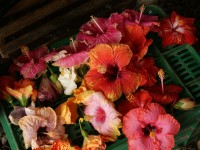 Papos en el Festival de Flores de Limon de Campana