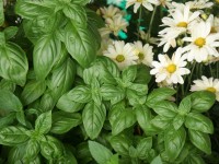 Albahaca en el Festival de Flores de Limon de Campana