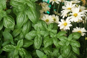 Albahaca en el Festival de Flores de Limon de Campana