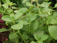 Oregano en el Festival de Flores de Limon de Campana