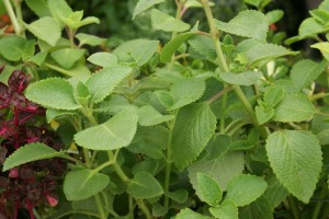 Oregano en el Festival de Flores de Limon de Campana