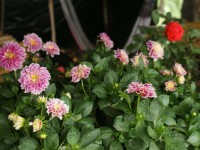 Dalias en el Festival de Flores de Limon de Campana