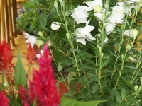 Festival de Flores de Limon de Campana