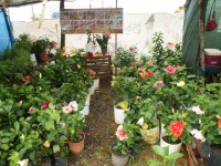 Kiosko de papos en el Festival de Flores de Limon de Campana