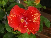 Papo rojo en el Festival de Flores de Limon de Campana