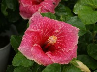 Papo rosado en el Festival de Flores de Limon de Campana