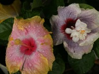 Papos en el Festival de Flores de Limon de Campana