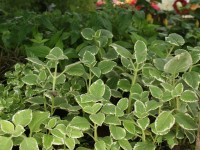 Oregano griego en el Festival de Flores de Limon de Campana