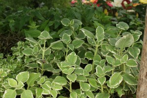 Oregano griego en el Festival de Flores de Limon de Campana