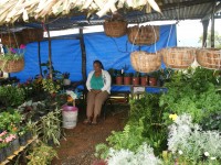 Kiosco de albahaca y plantas medicinales en elFestival de Flores de Limon de Campana