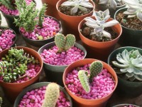 Cactus ornamentales en el Festival de Flores de Limon de Campana