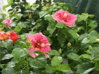 Papos rosados en el Festival de Flores de Limon de Campana