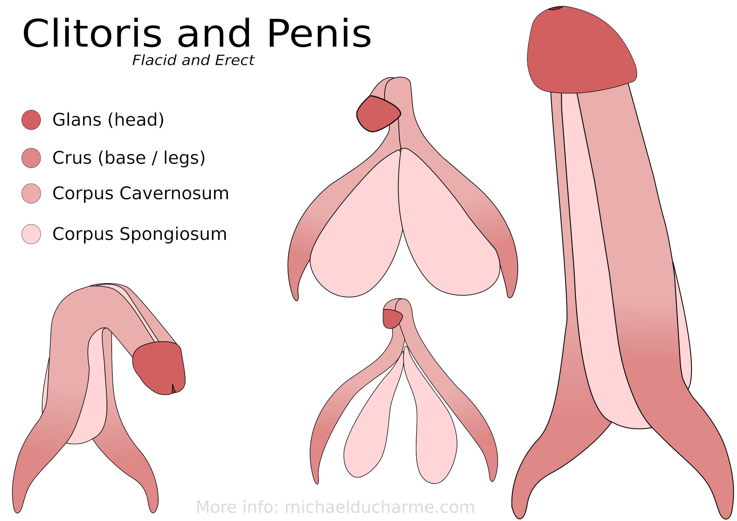 Clitoris and Penis drawing by Michael Ducharme