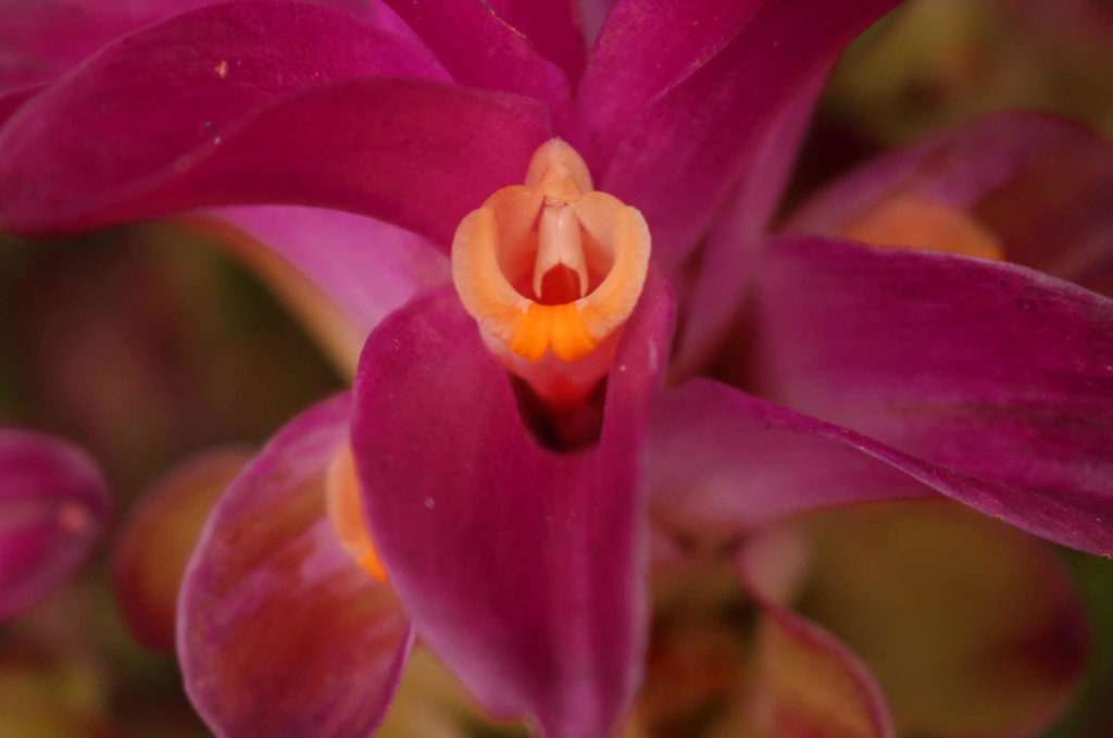 Curcumin flower